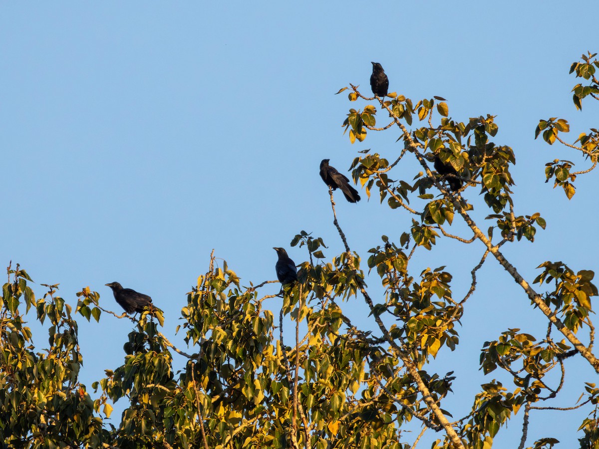 American Crow - ML642418404