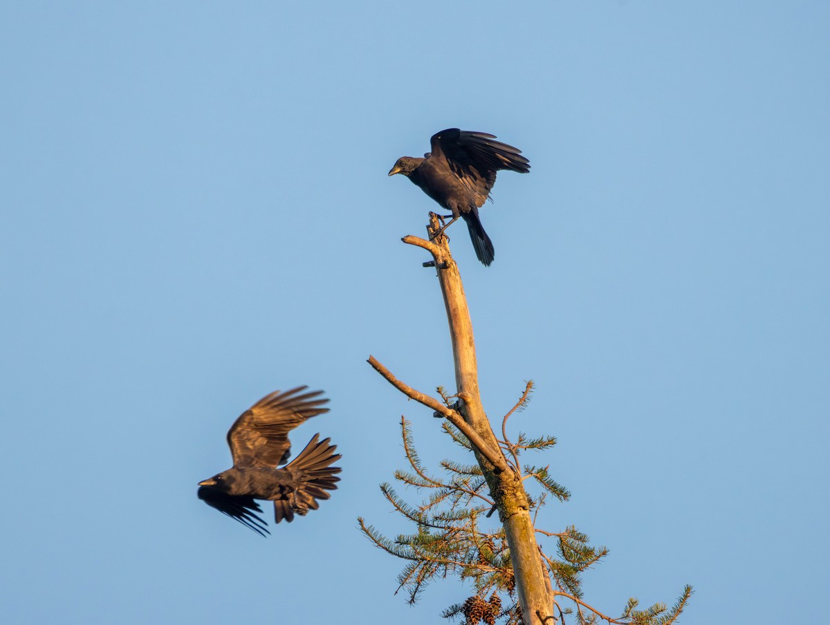 American Crow - ML642418405