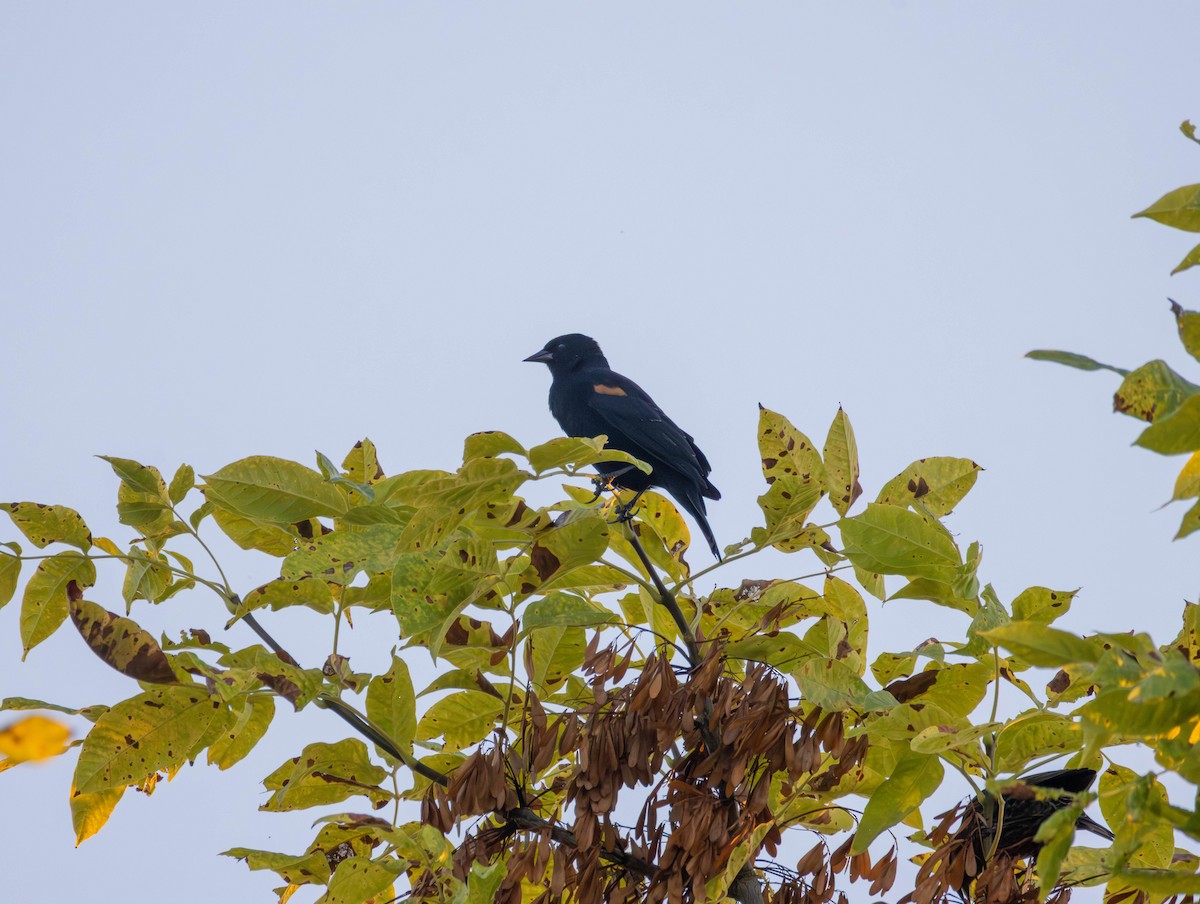 Red-winged Blackbird - ML642418406