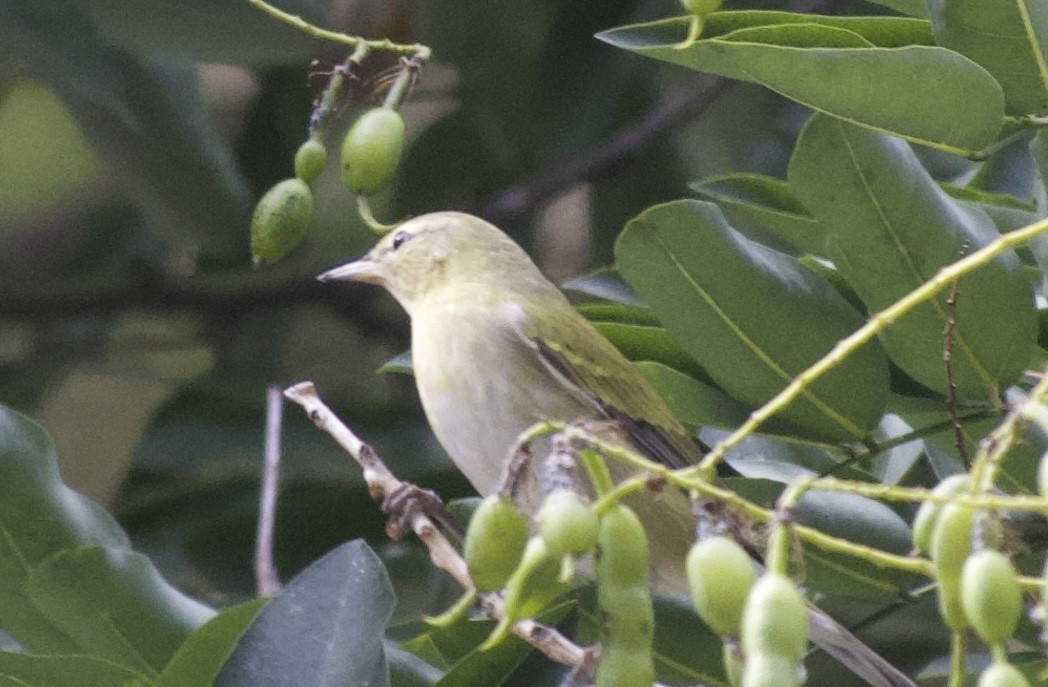 Tennessee Warbler - ML642418407