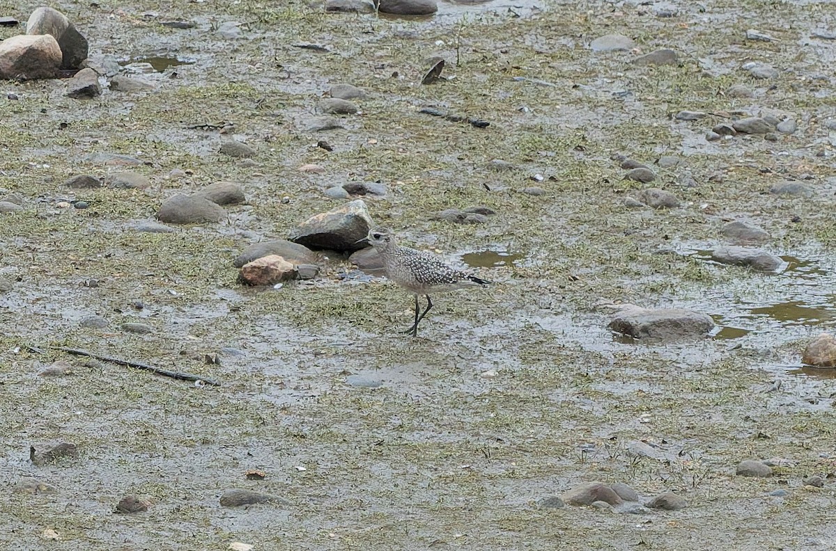 American Golden-Plover - ML642418409