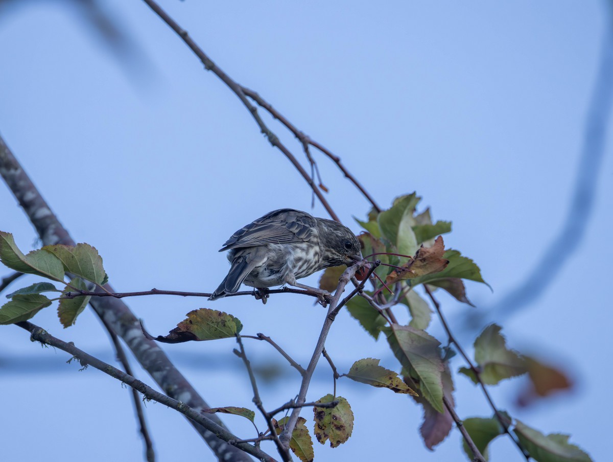 Golden-crowned Sparrow - ML642418411