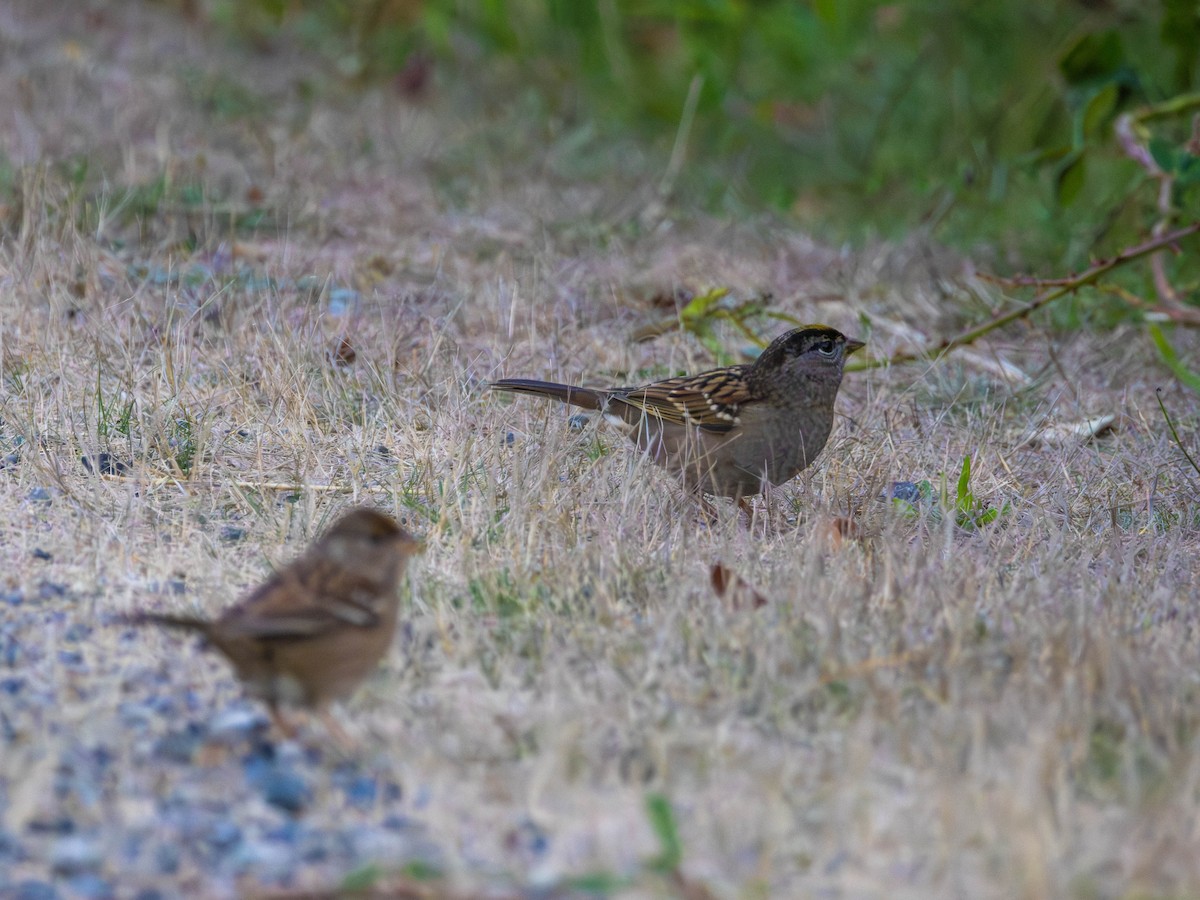 Golden-crowned Sparrow - ML642418412
