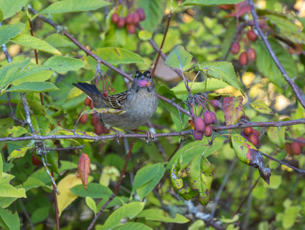 Golden-crowned Sparrow - ML642418413