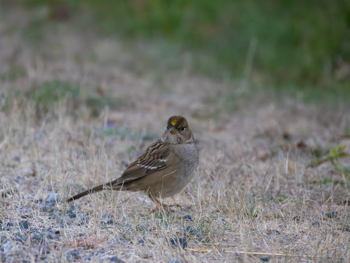 Golden-crowned Sparrow - ML642418414
