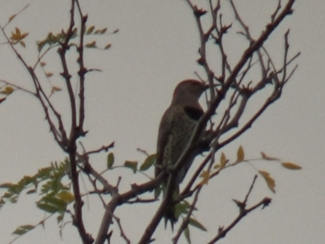 Northern Flicker - ML642418415