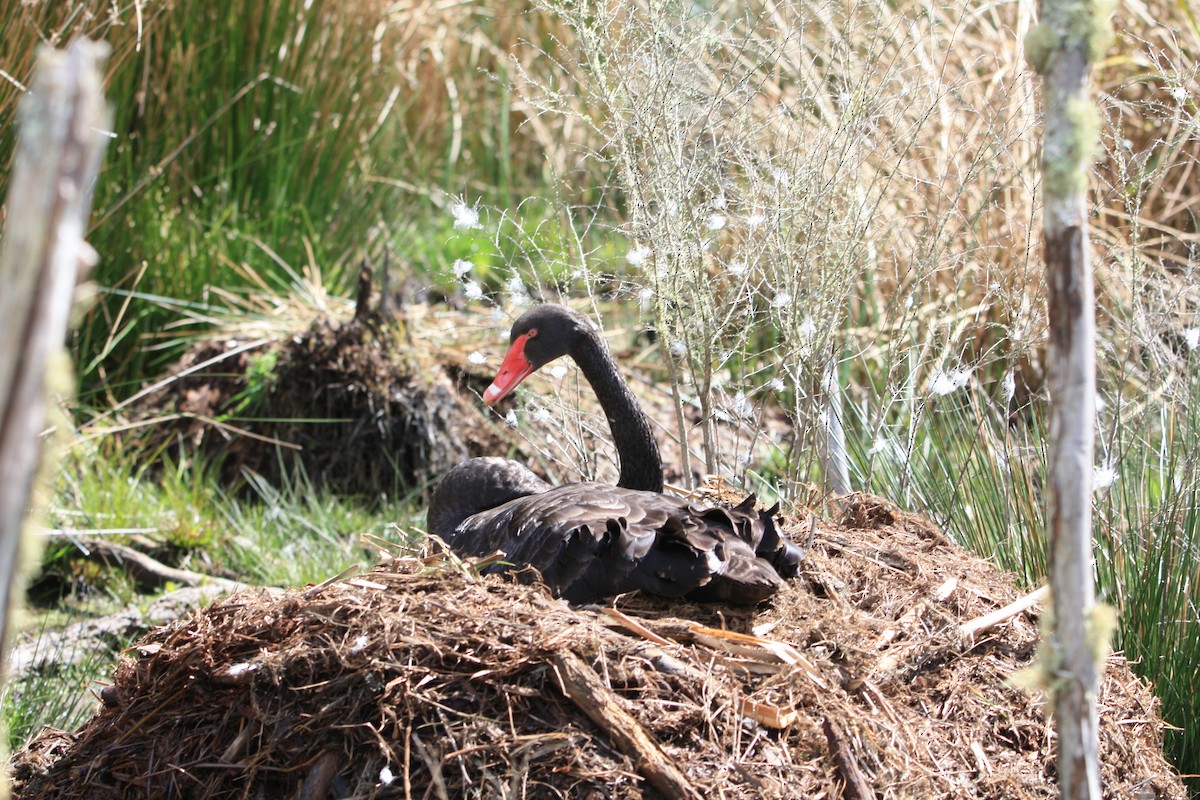 Black Swan - ML642418416
