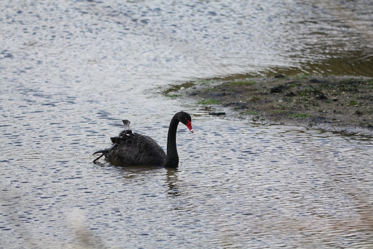 Black Swan - ML642418418