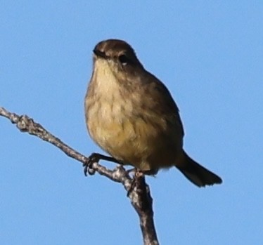 Palm Warbler - ML642418419