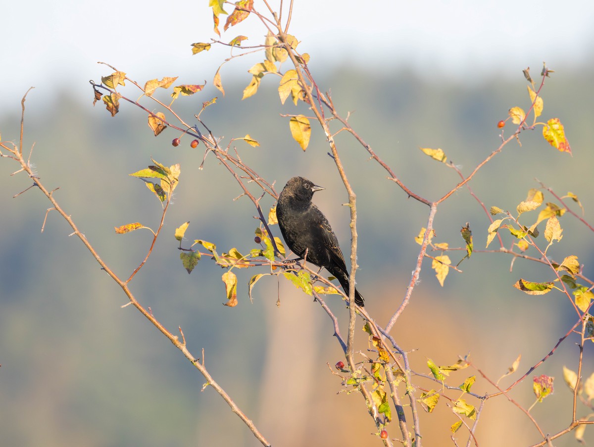 Red-winged Blackbird - ML642418421