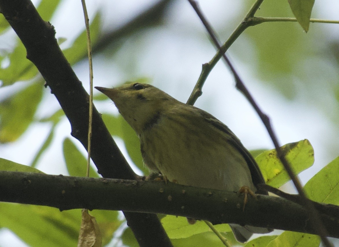 Blackpoll Warbler - ML642418431