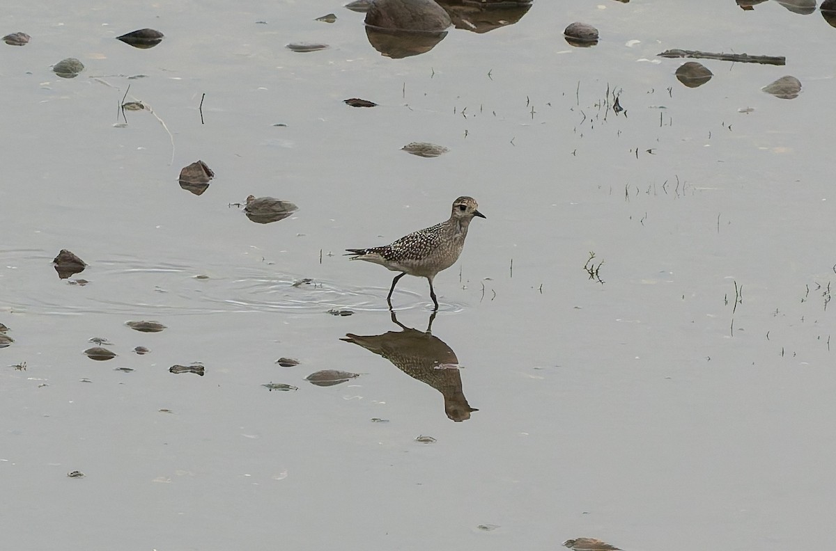 American Golden-Plover - ML642418438
