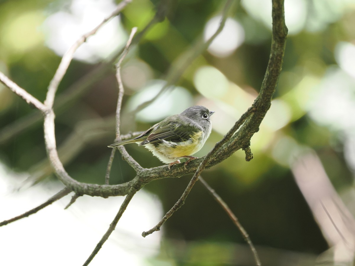 Green Shrike-Babbler - ML642418467