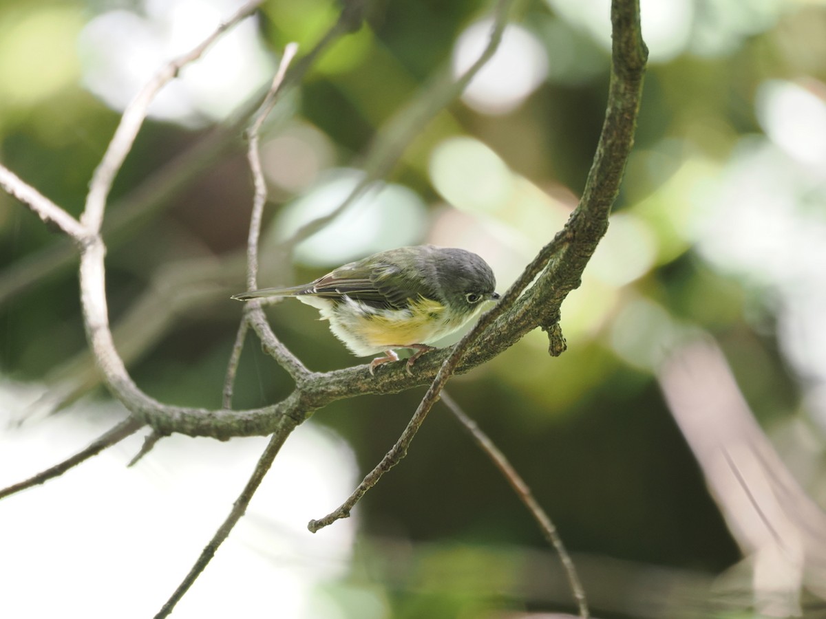 Green Shrike-Babbler - ML642418468
