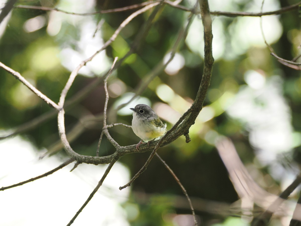 Green Shrike-Babbler - ML642418469