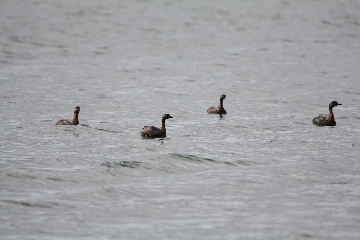 New Zealand Grebe - ML642418476
