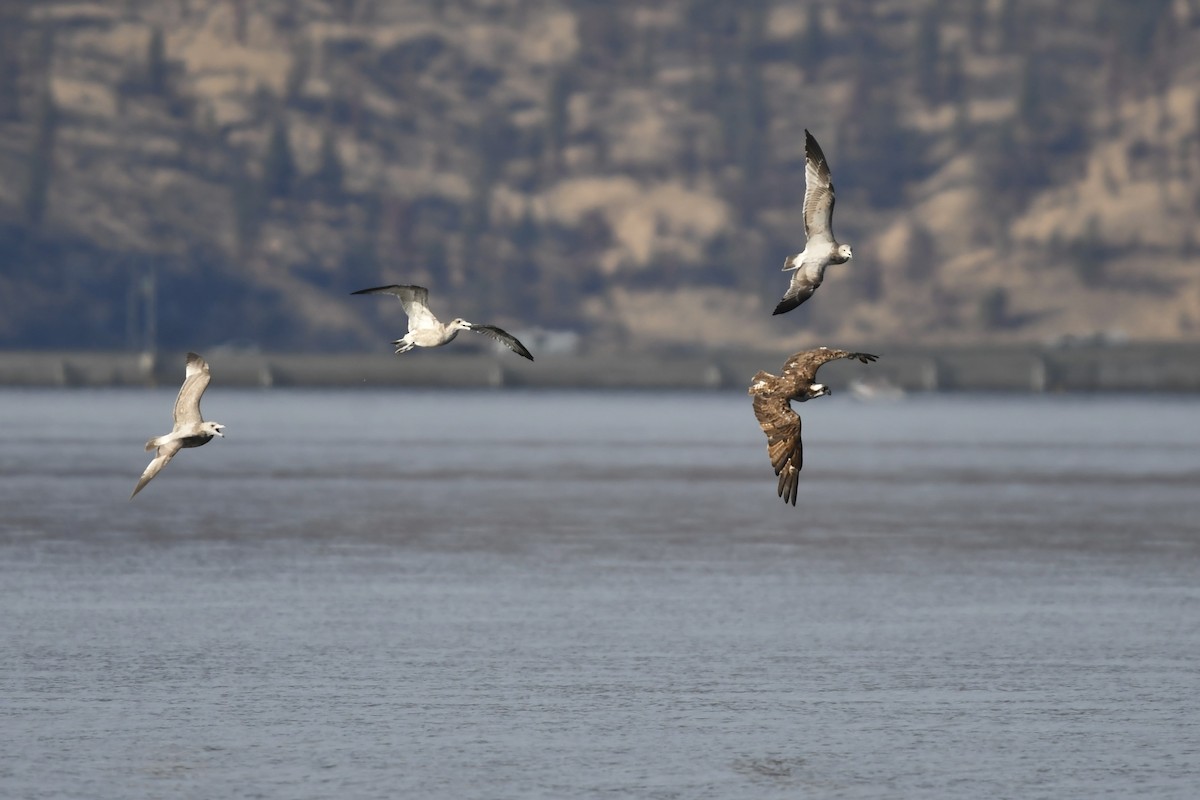 Falco pescatore - ML642418477
