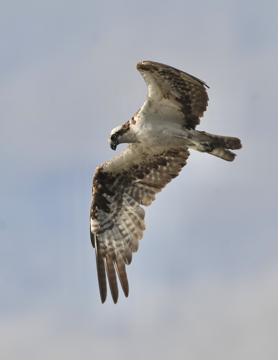 Falco pescatore - ML642418478