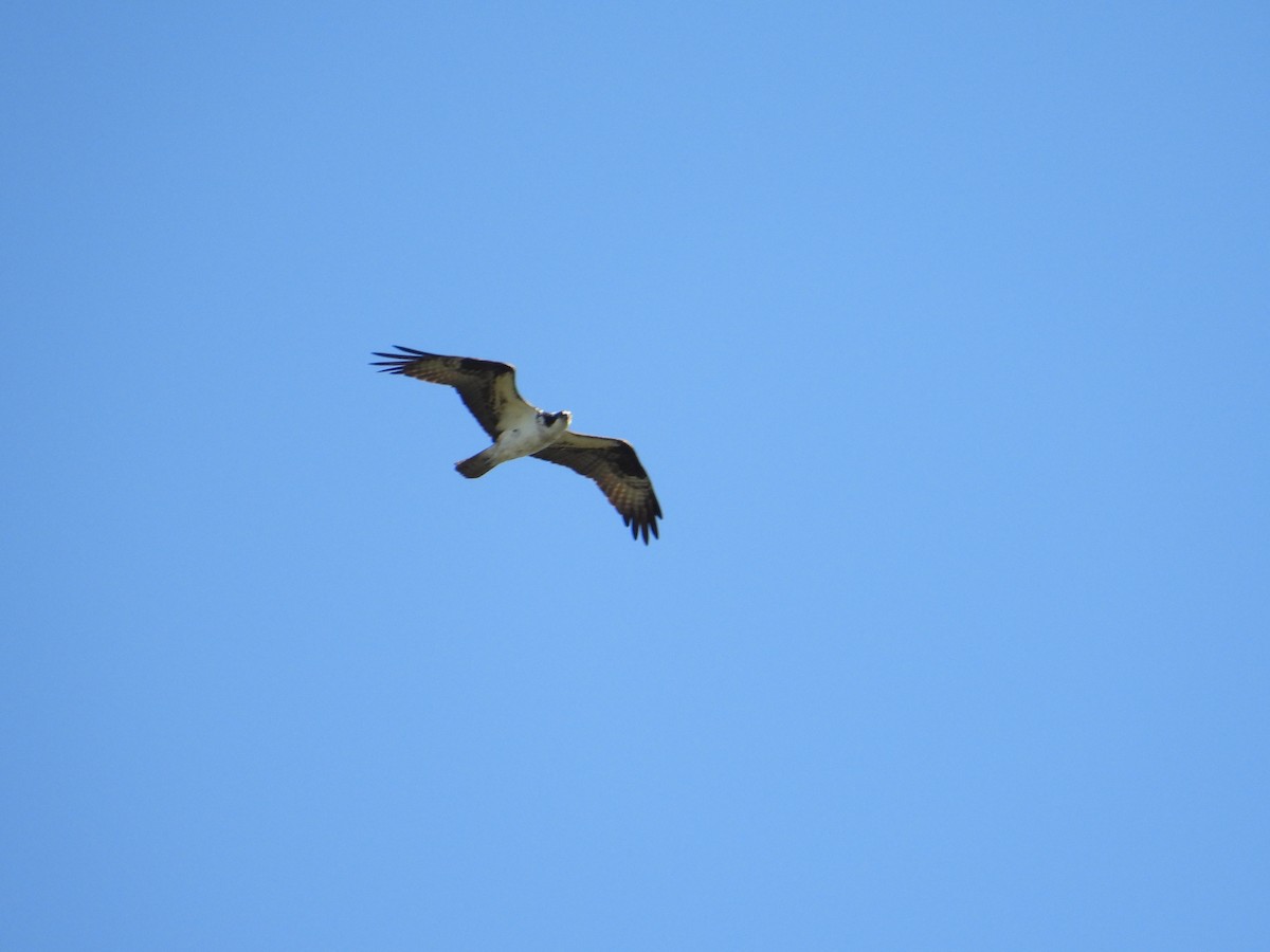 Falco pescatore - ML642418480