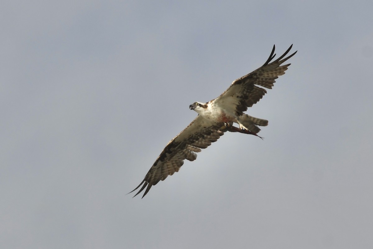 Falco pescatore - ML642418483