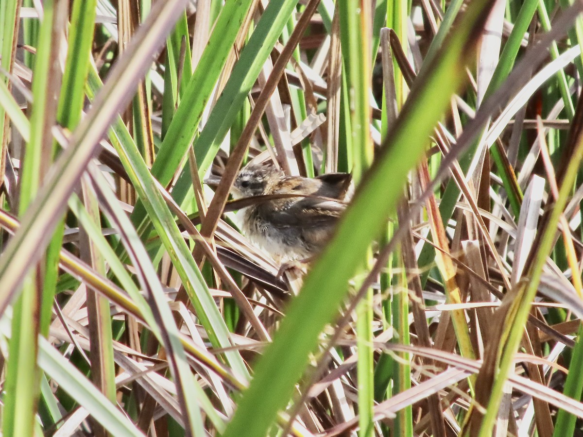 Marsh Wren - ML642418492