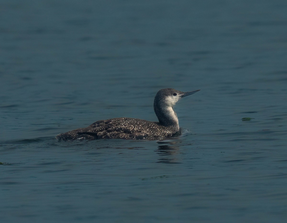 Red-throated Loon - ML642418507