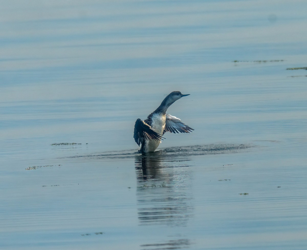 Red-throated Loon - ML642418508