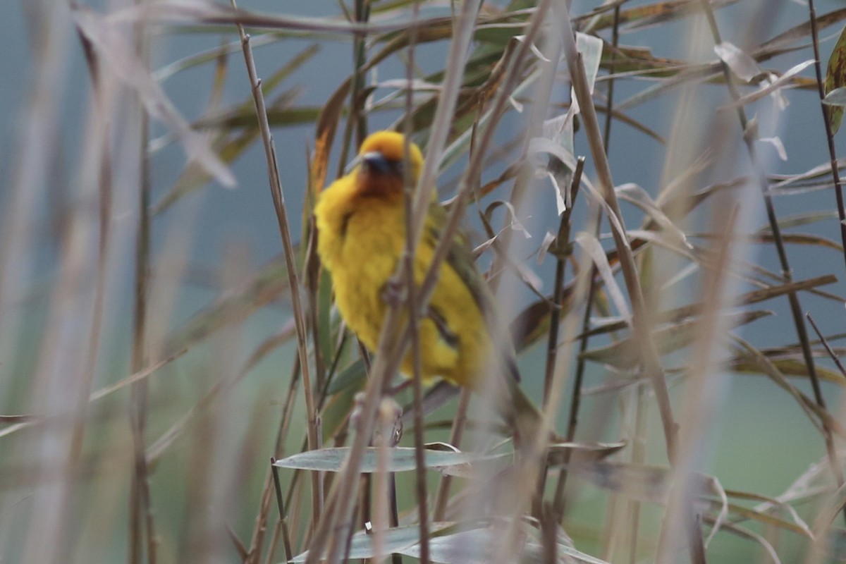 Cape Weaver - ML642418528