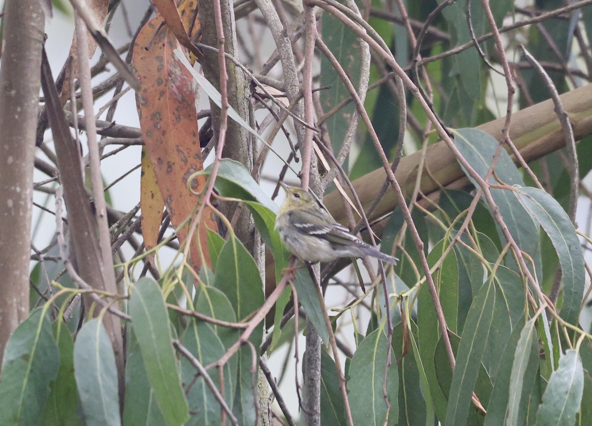 Blackpoll Warbler - ML642418529