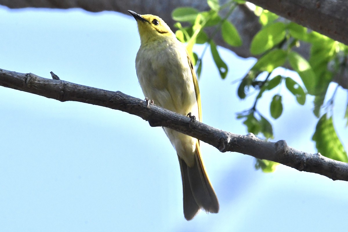 Yellow-tinted Honeyeater - ML642418531
