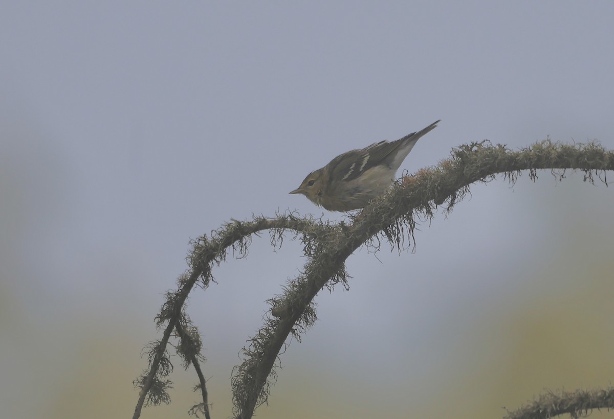 Blackpoll Warbler - ML642418533