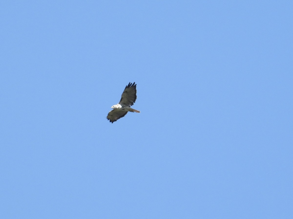 Swainson's Hawk - ML642418535