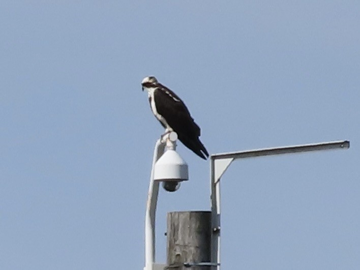 Falco pescatore - ML642418542