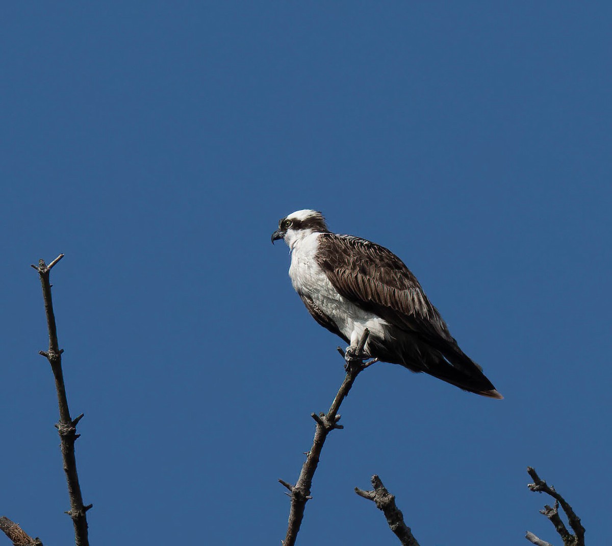 Falco pescatore - ML642418543