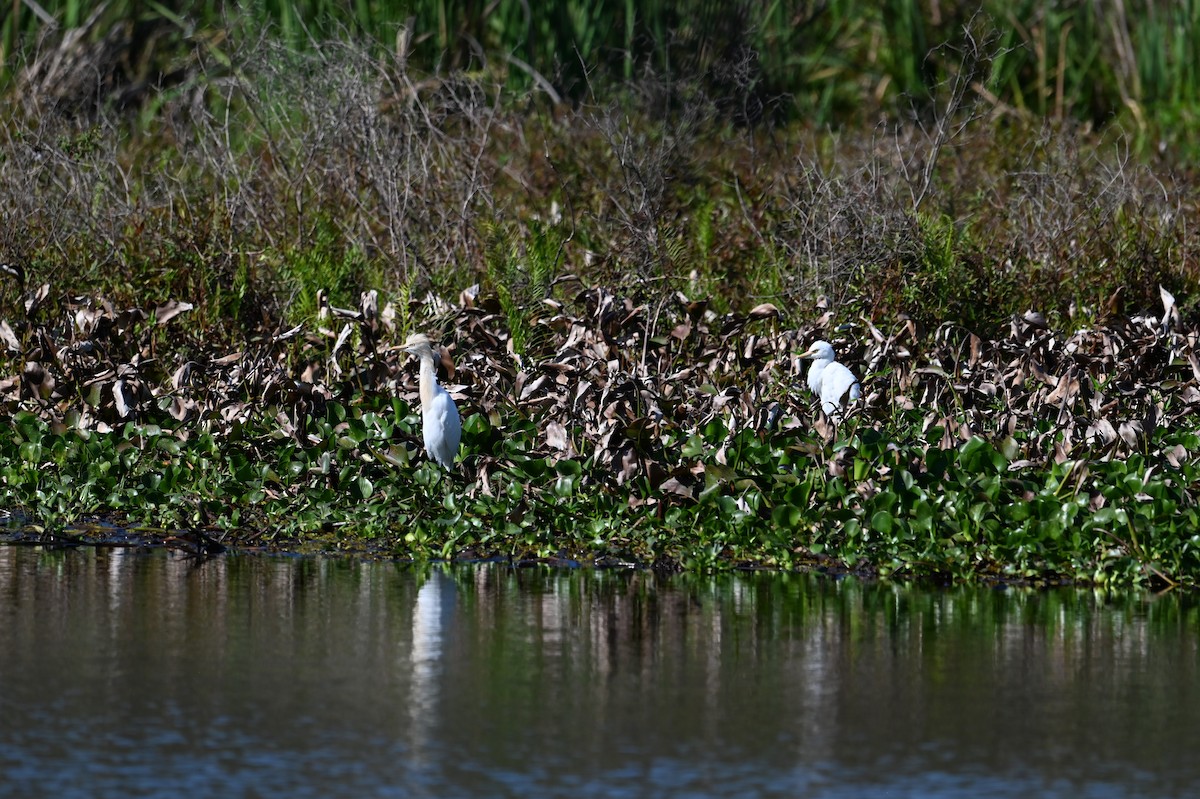 Eastern Cattle-Egret - ML642418546