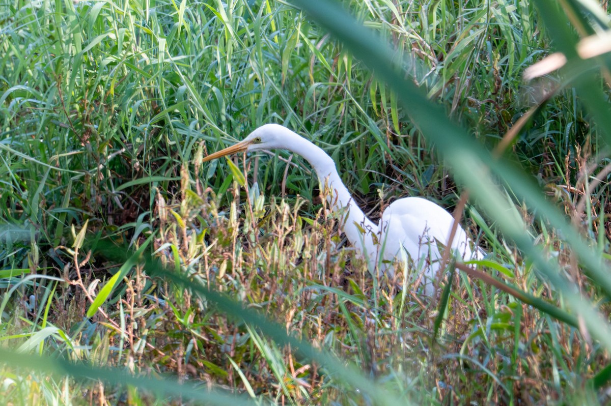 Great Egret - ML642418554