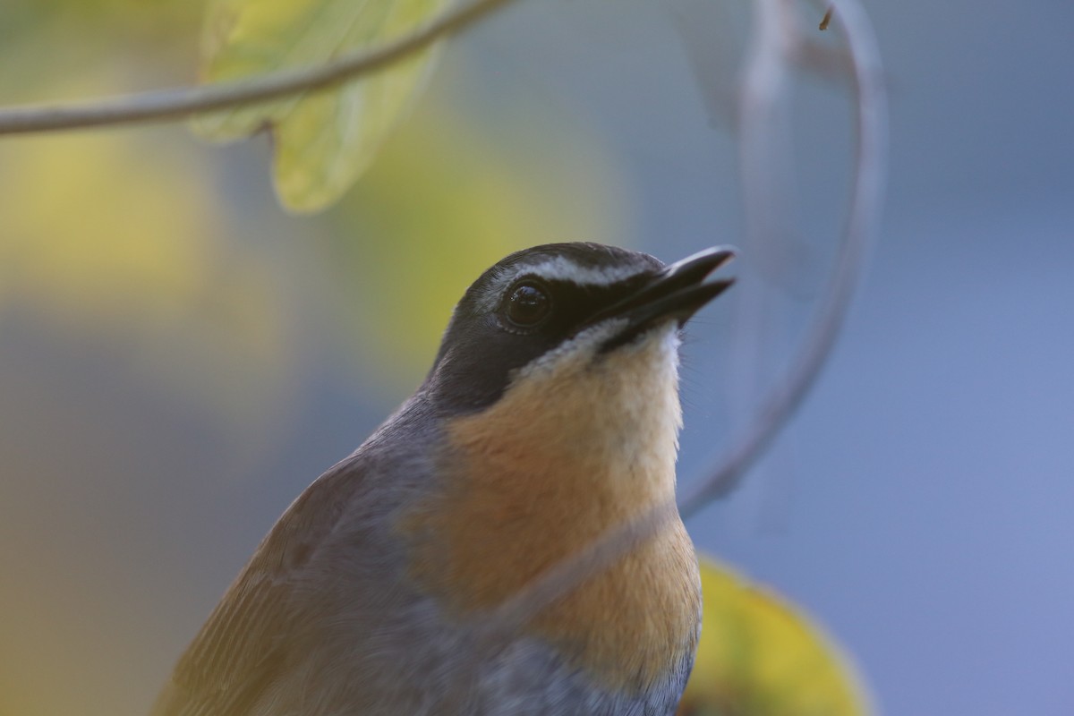 Cape Robin-Chat - ML642418561