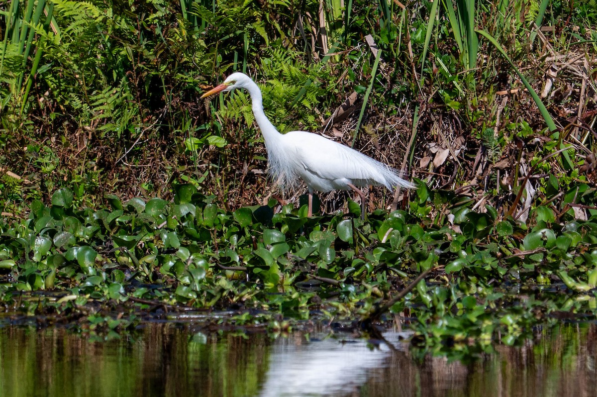 Plumed Egret - ML642418568