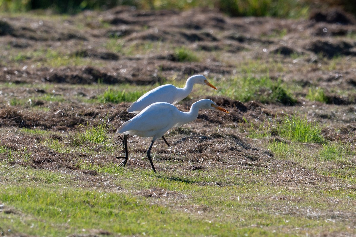 Plumed Egret - ML642418569