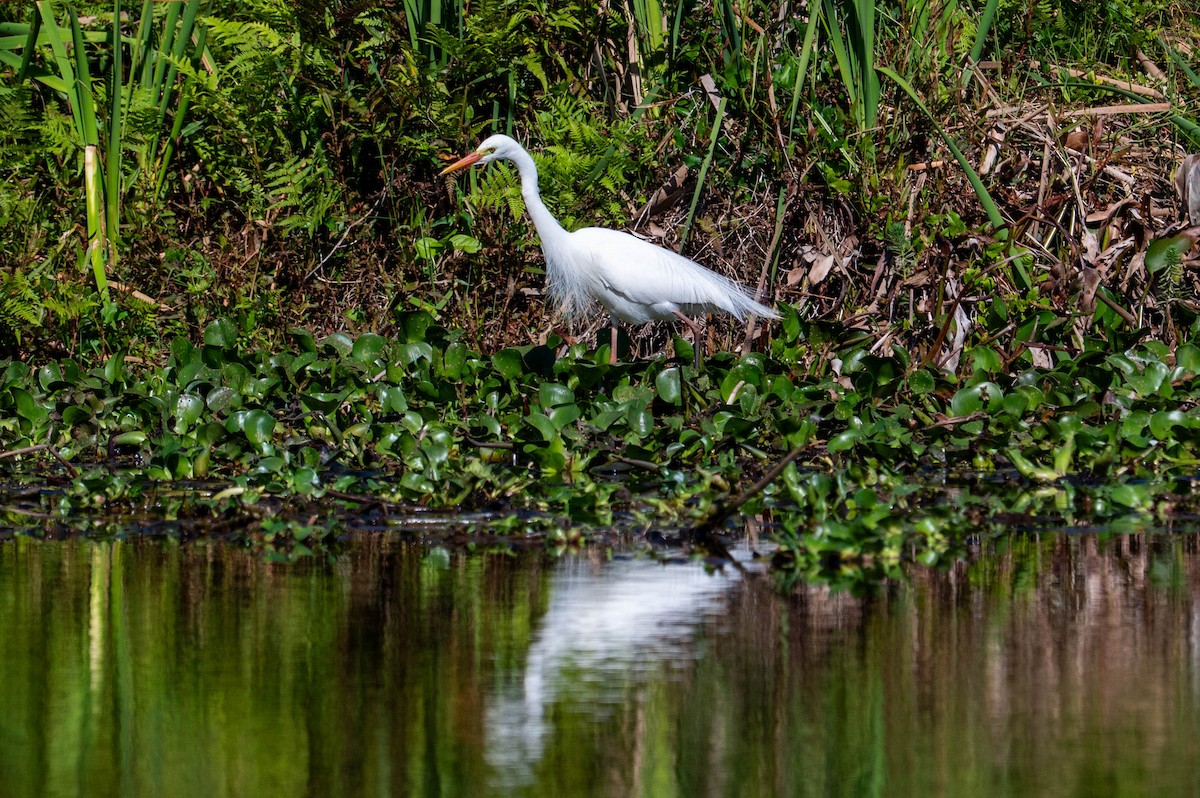 Plumed Egret - ML642418570