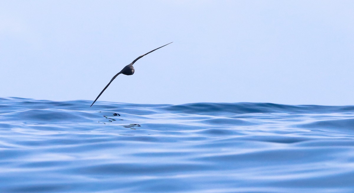 Leach's Storm-Petrel - ML642418572