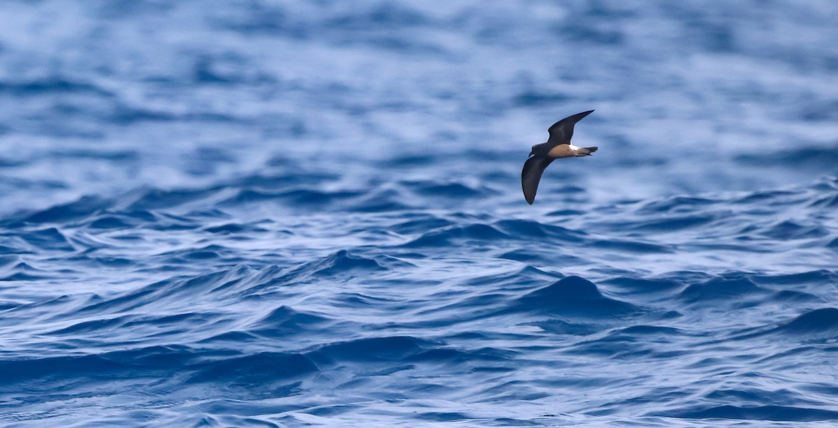 Leach's Storm-Petrel - ML642418574