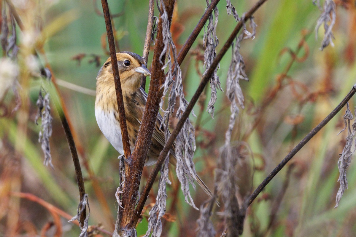 Nelson's Sparrow (Interior) - ML642418578