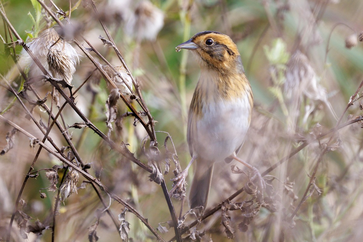 Nelson's Sparrow (Interior) - ML642418579
