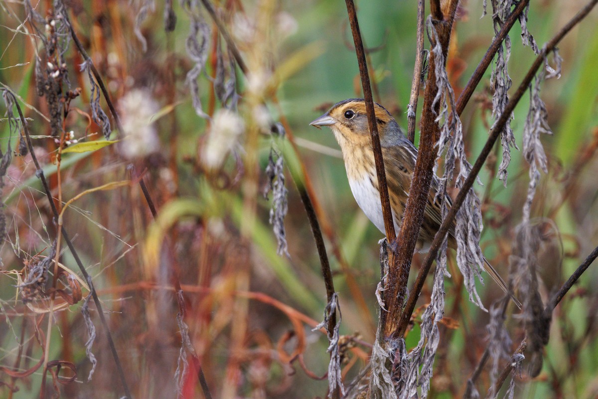 Nelson's Sparrow (Interior) - ML642418580