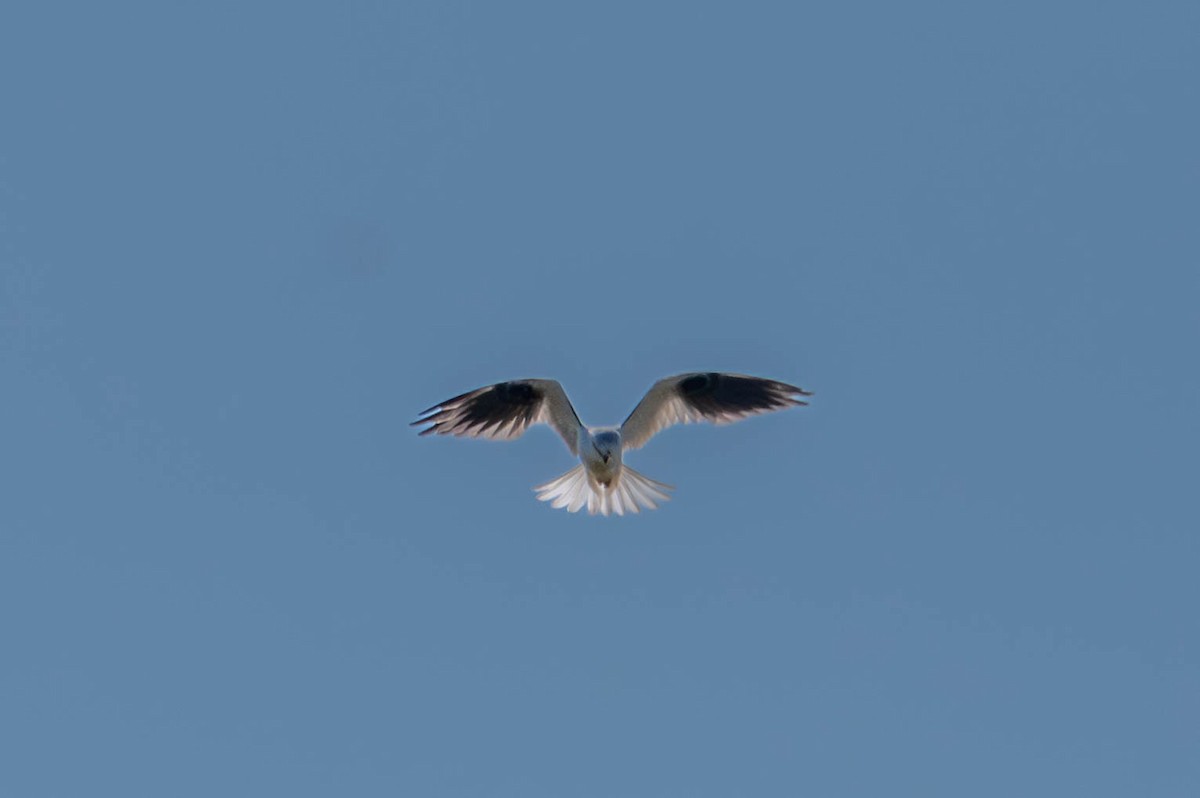 Black-shouldered Kite - ML642418582