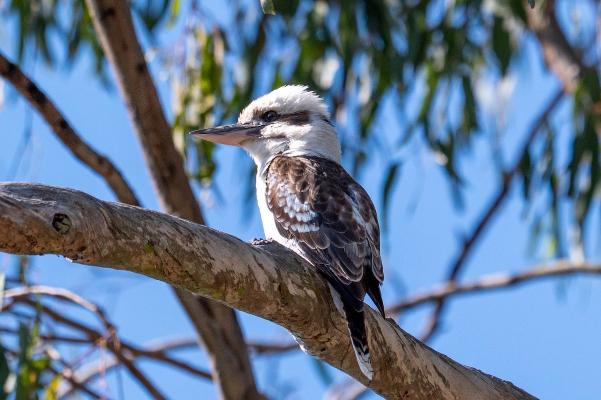 Laughing Kookaburra - ML642418601