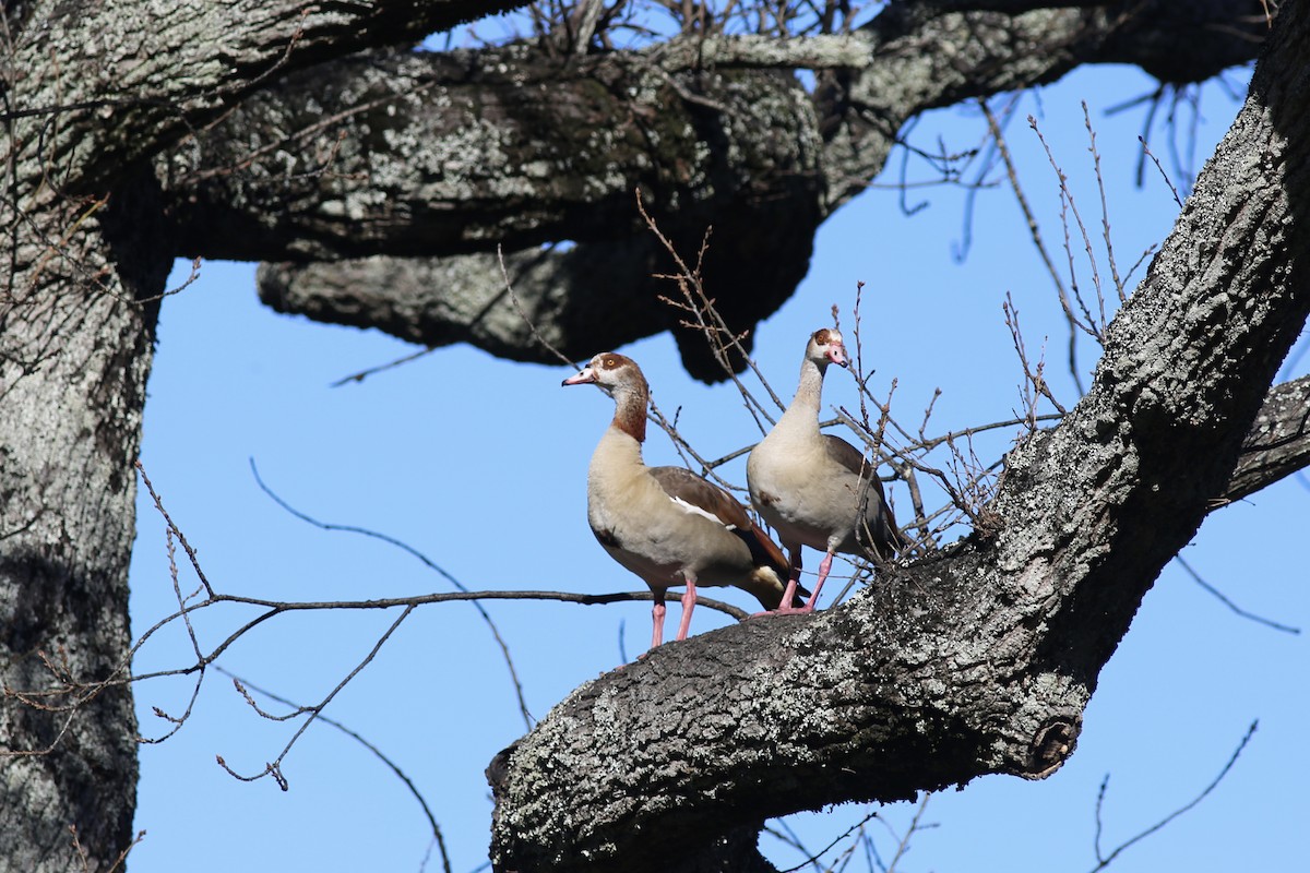 Egyptian Goose - ML642418639