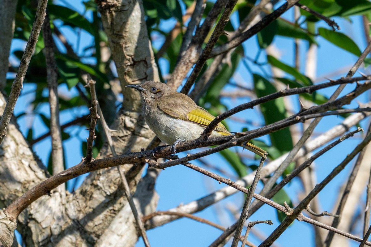 Brown Honeyeater - ML642418640