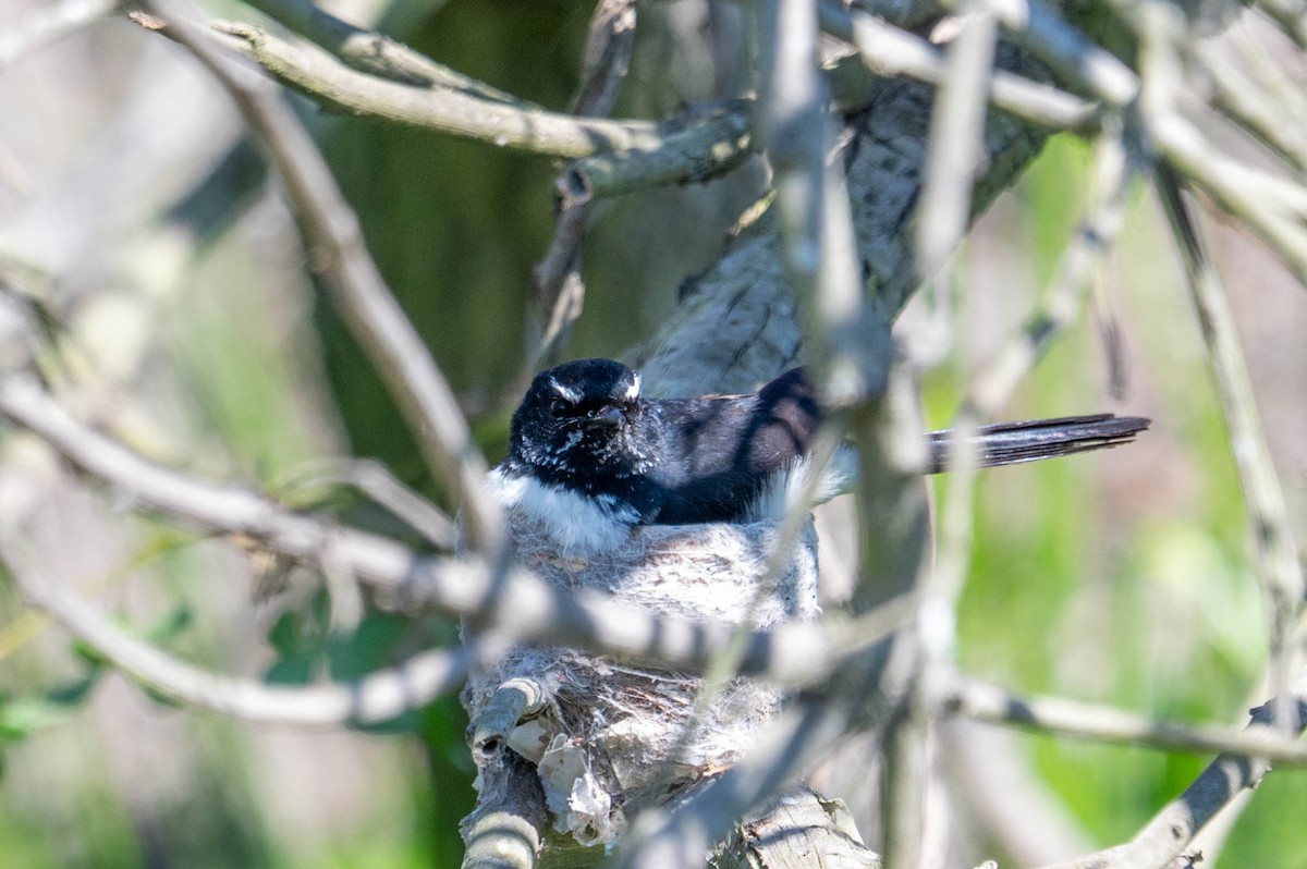 Willie-wagtail - ML642418650